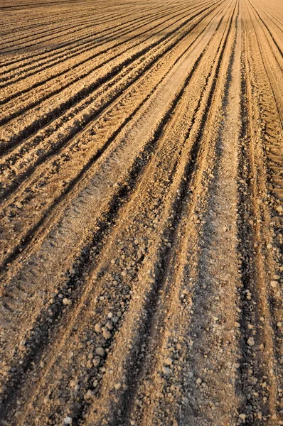 Rangées dans le champ labouré — Photo