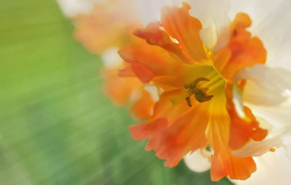 Abstrakte Blüte einer Narzisse — Stockfoto