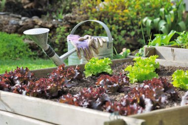 Kırmızı ve yeşil marul 