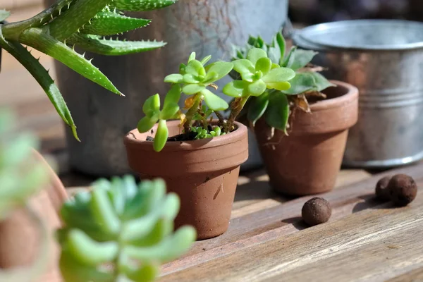 Tencerede etli bitkiler — Stok fotoğraf