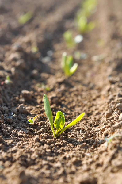 Seedling in a field — Stock Photo, Image