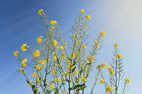 太陽の下でレイプの花 — ストック写真