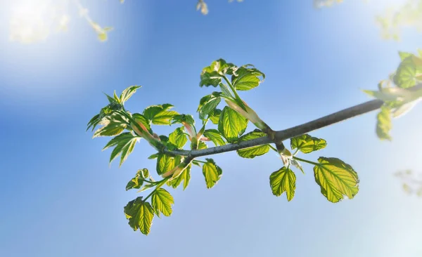 Mavi gökyüzü altında genç yaprakları — Stok fotoğraf