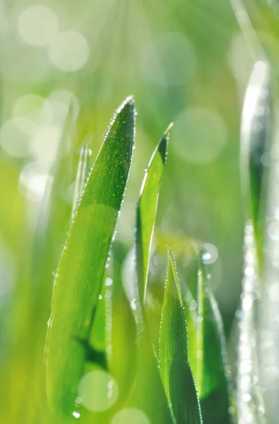 Свет на пшеничной траве — стоковое фото
