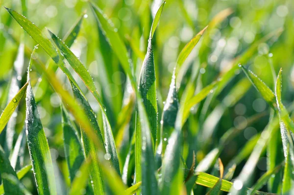 新鮮な小麦草 — ストック写真