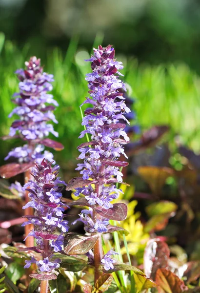 Kleurrijke paarse bloemen — Stockfoto