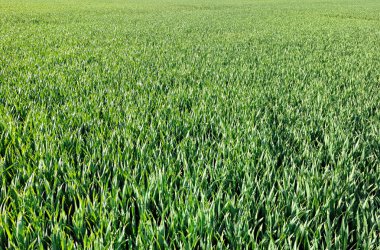 yeşil alan arka plan