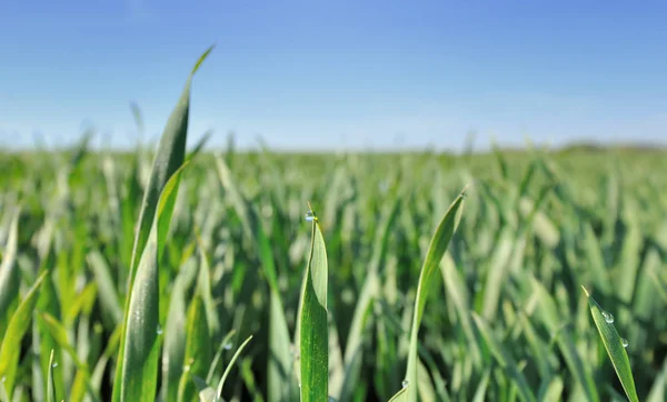 Пшенична трава, змочується росою — стокове фото
