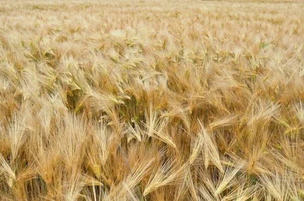 Golden wheat background — Stock Photo, Image