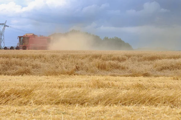 Récolte de blé — Photo