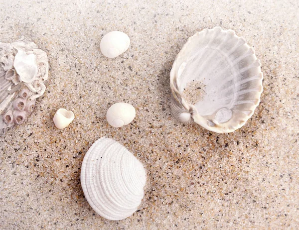 Schelp op het zand — Stockfoto