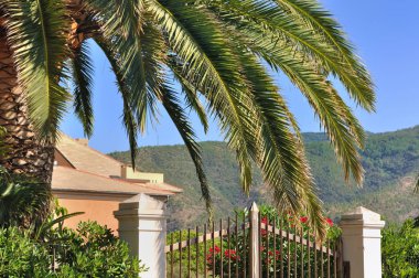 bir villada palmiye ağacı