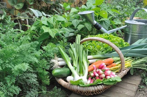 Cesta de verduras en el jardín —  Fotos de Stock