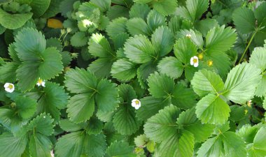 straberry yaprakları 