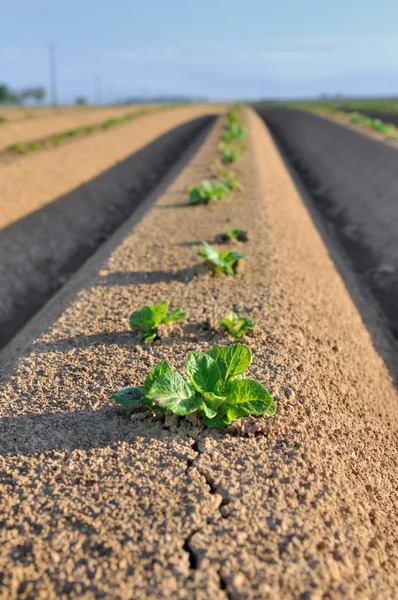 Rangée de semis de pommes de terre — Photo