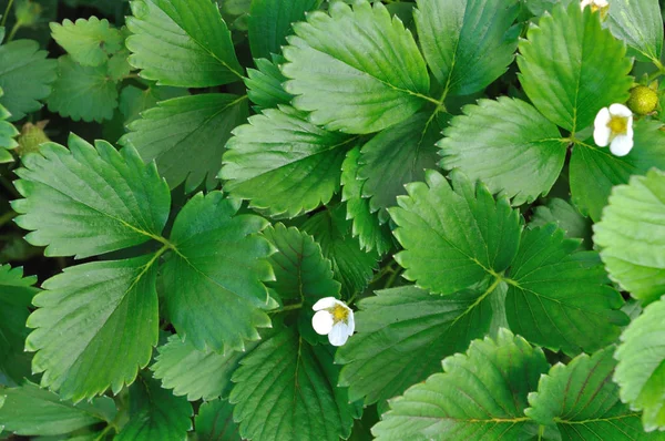 Strawberry leaves background — Stock Photo, Image