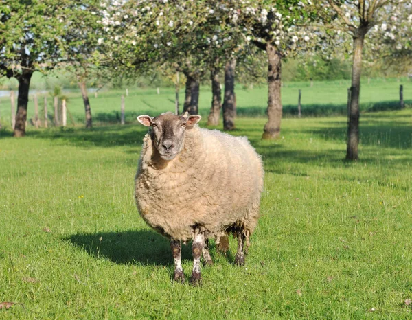 Sheep in an orchad — Stock Photo, Image