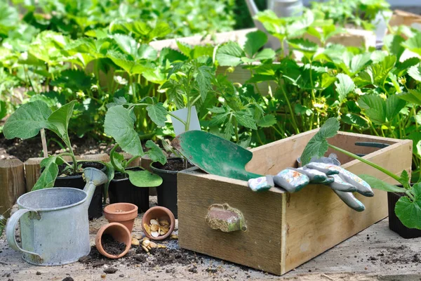 Sayuran tanaman di kebun — Stok Foto