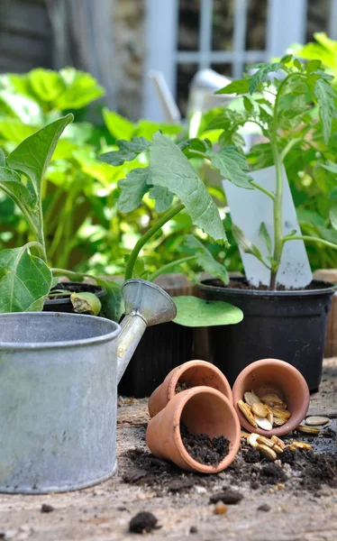 Vegetal vegetal em jardim — Fotografia de Stock