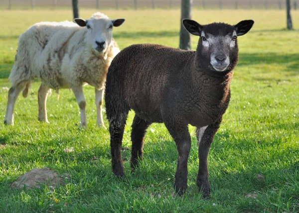 Black lamb in meadow — Stock Photo, Image