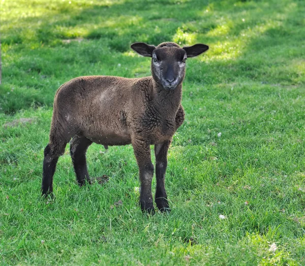 Lilla panna lamm — Stockfoto