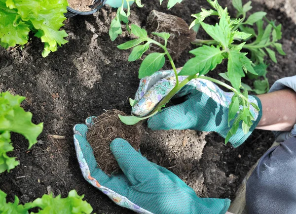 Tomaten planten in de tuin — Stockfoto