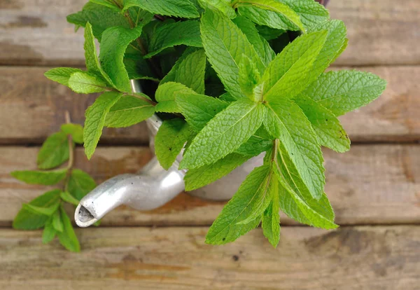 Daun mint dalam teko — Stok Foto