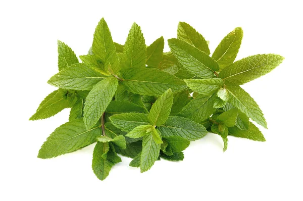 Bouquet of mint leaf — Stock Photo, Image