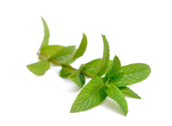 Foglia di menta isolata — Foto Stock