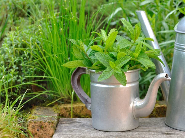 Mint leaf in a retro teapot — Stock Photo, Image