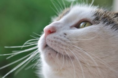 Kedi portresi 