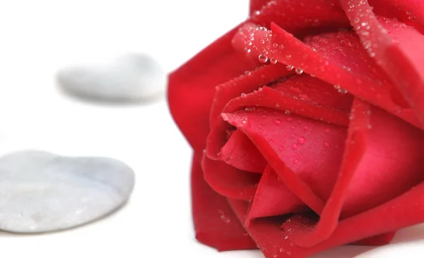 Rote Rose und Herz — Stockfoto