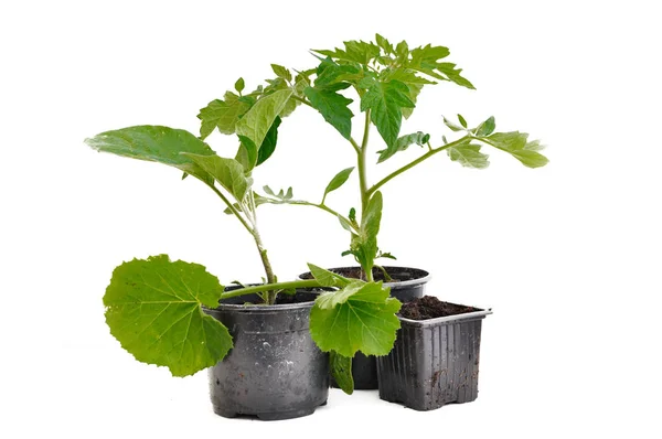 Pianta vegetale in vaso — Foto Stock