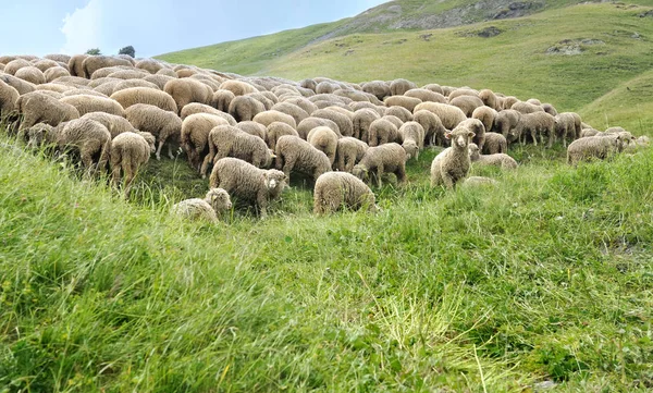 在草地上的羊群 — 图库照片