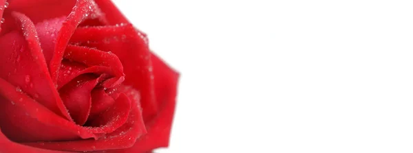 Perto na rosa vermelha — Fotografia de Stock