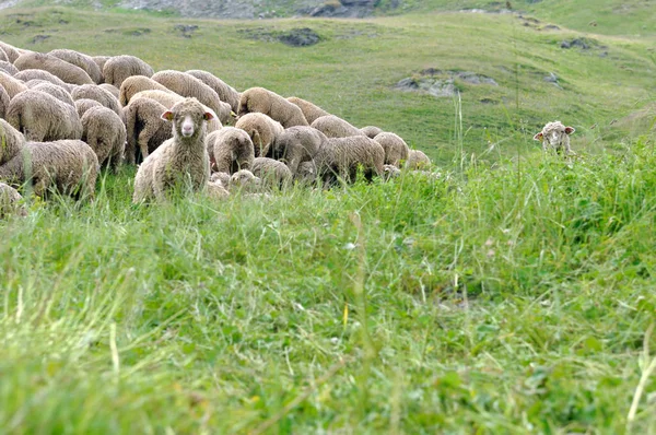 Sheep flock in grass — Stock Photo, Image