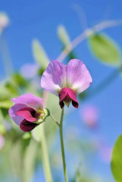 エンドウ豆のピンクの花 — ストック写真