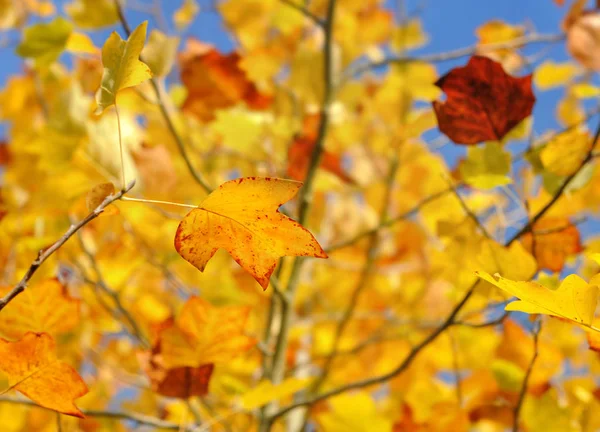 Guld blad bakgrund — Stockfoto