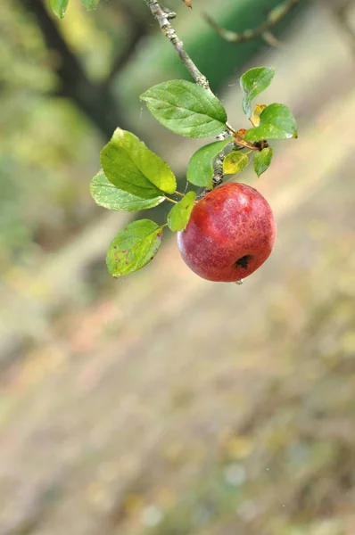 Red apple on a branch — Stock Photo, Image