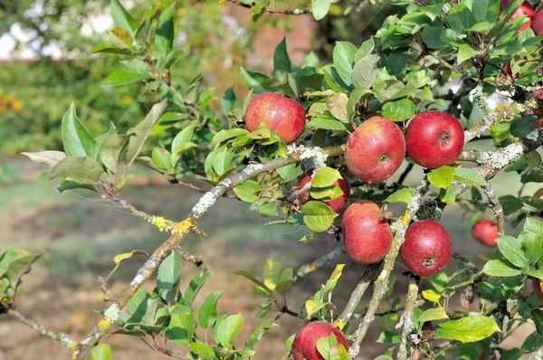 Red apple tree — Stock Photo, Image