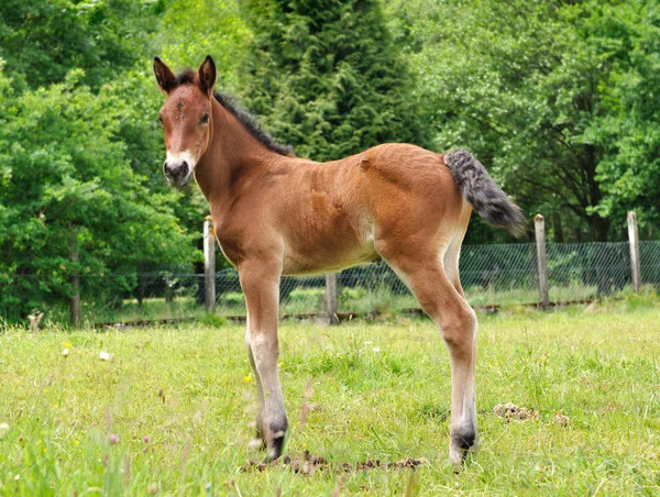 Beautiful brown foal — Stock Photo, Image