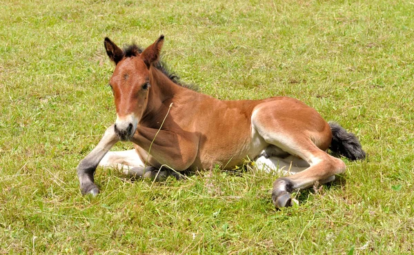 Foal lying on the grass — Stock Photo, Image