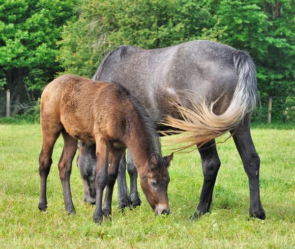 Foal και φοράδα — Φωτογραφία Αρχείου