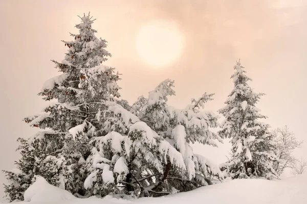 Firs kar altında — Stok fotoğraf