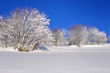Güzel kış manzarası