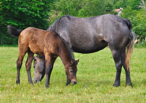 Foal και φοράδα — Φωτογραφία Αρχείου
