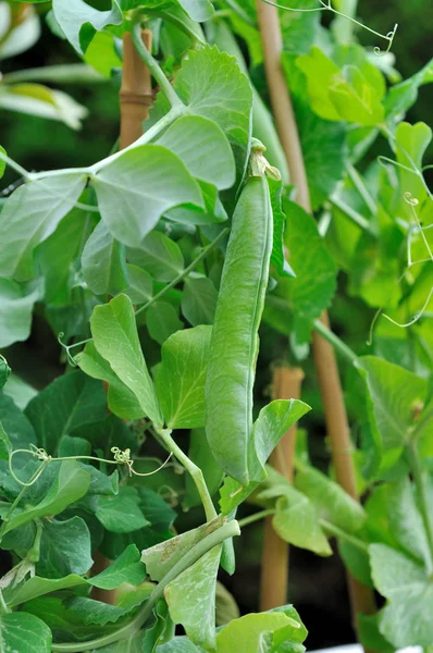 菜園のエンドウ豆 — ストック写真