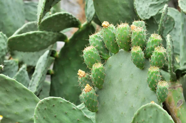 Sluit op prickly pear — Stockfoto