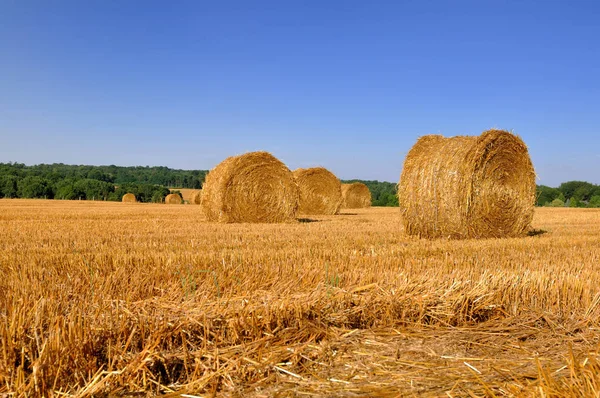 Pacas de paja en un campo — Foto de Stock