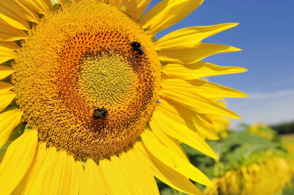 Closeup pada bunga matahari — Stok Foto